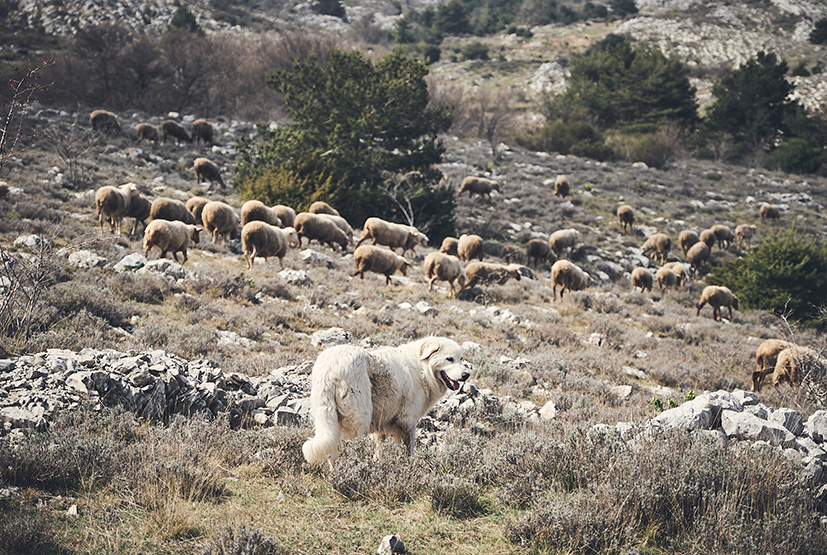 Blue zone in Sardegna